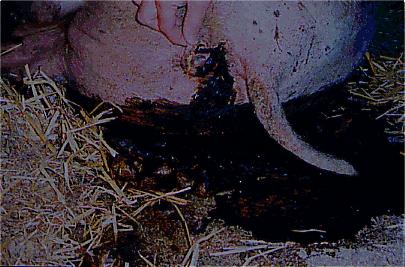 断奶后仔猪腹泻专用药,断奶仔猪腹泻用药配方