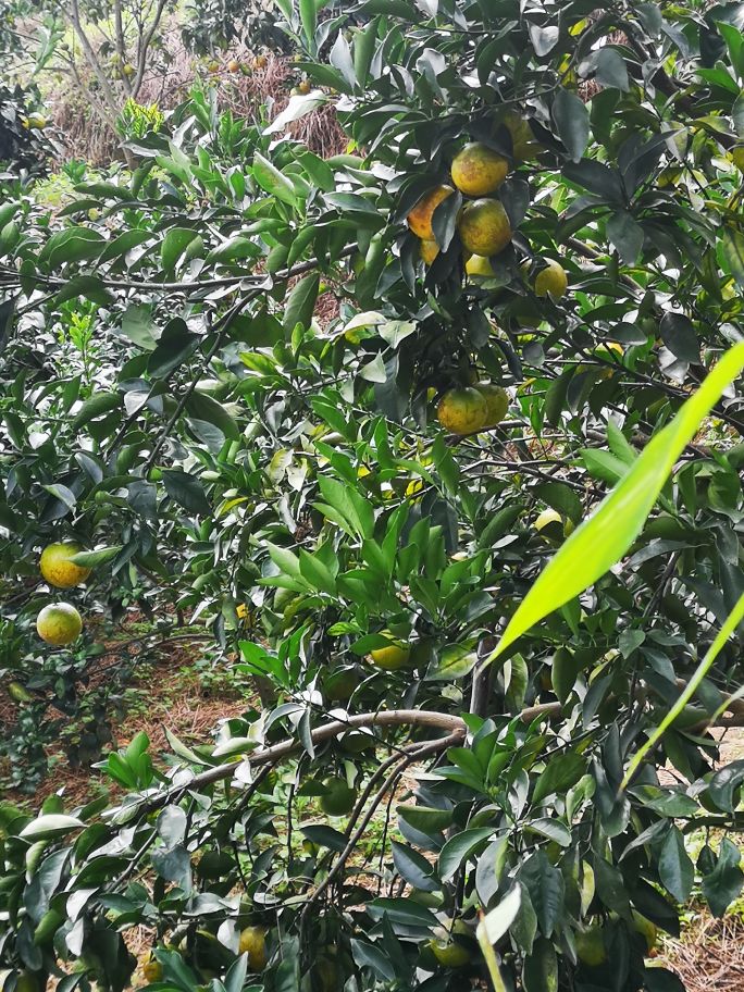 海南琼中橙多少钱一斤,海南琼中橙橙农场
