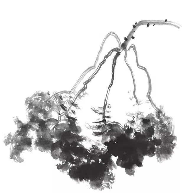 白描荷花100幅画法,荷花的画法白描图