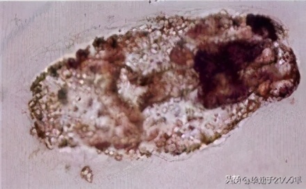 从客观角度说说海参,客观的角度说一说海参