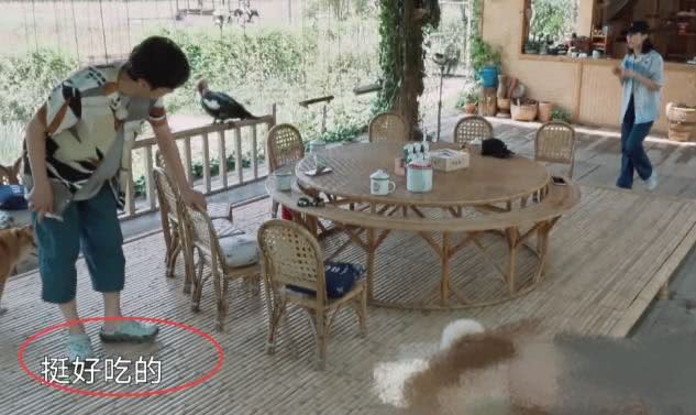 向往的生活第四季张子枫黄磊,向往的生活第四季黄磊油炸茄子