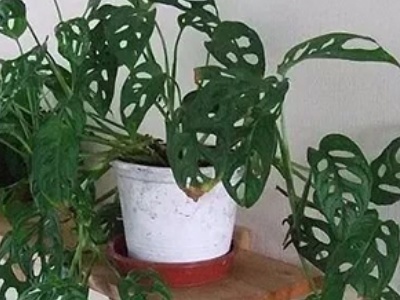 龟背竹水培和土培哪个吸甲醛好,土培龟背竹转水培根部怎么处理