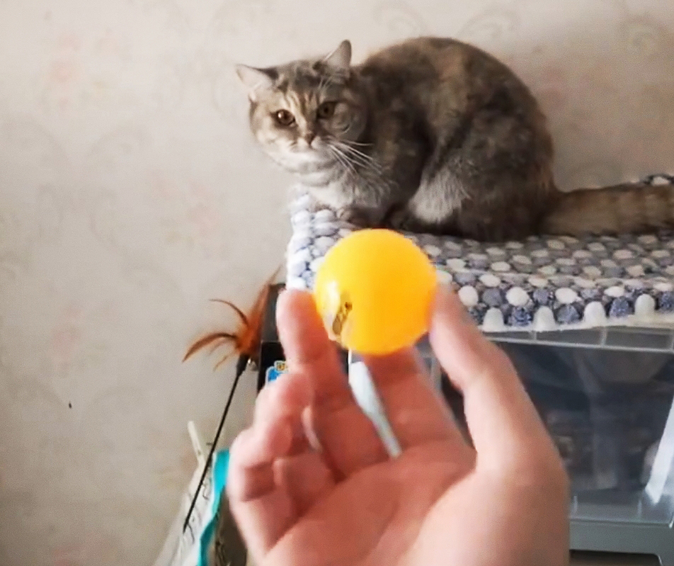 都说猫咪的反应速度快，拿乒乓球试了一下，差点被主子挠死