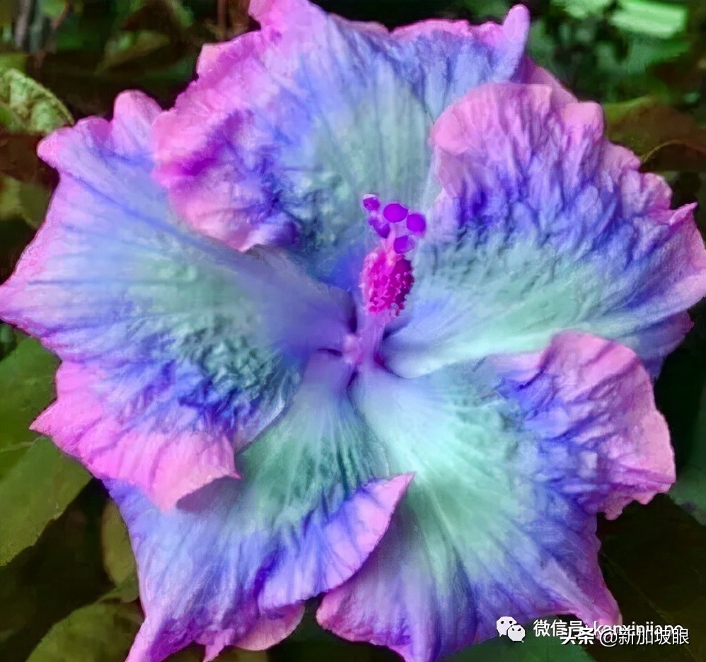 扶桑花和木槿花的区别图片,扶桑木槿花图片