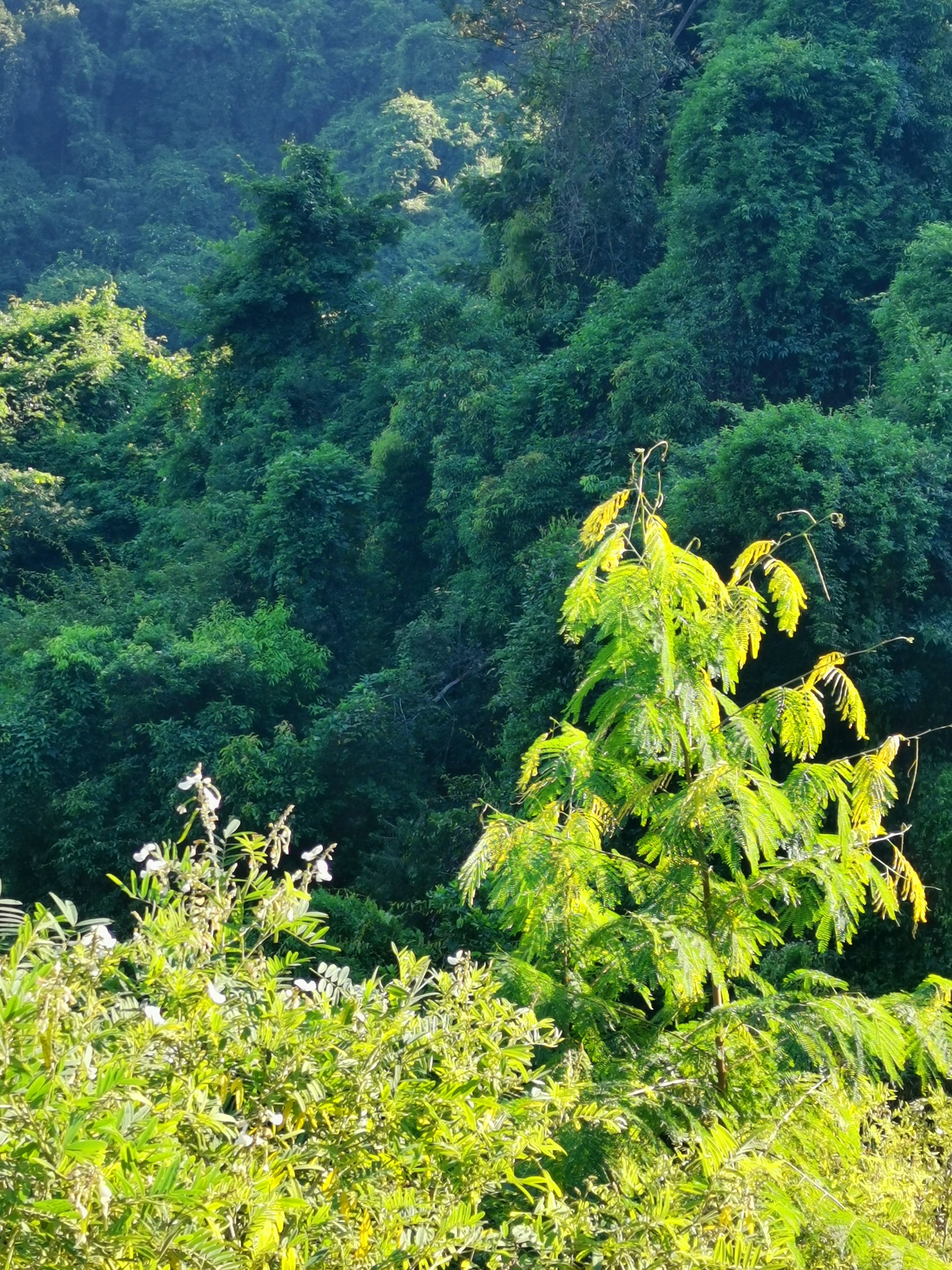 羊台山玻璃观景台在哪里,深圳羊台山最佳观景