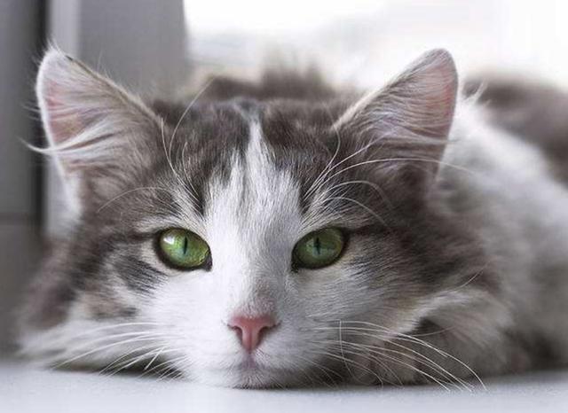 为什么要打完疫苗才能给宠物绝育,为什么这么多人都想给宠物做绝育