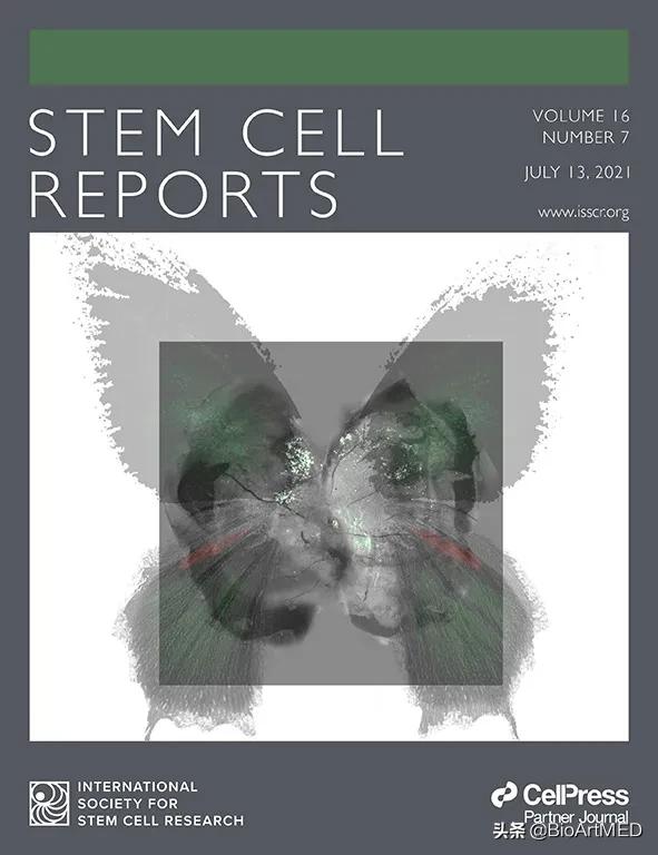 陆军军医大学揭示：细胞可通过神经连接，修复视网膜