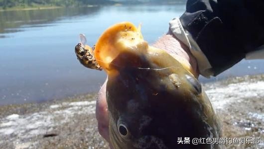 野钓钓大物用什么竿和饵料,手竿钓大鱼饵料怎么做