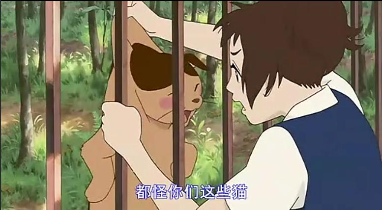 猫的报恩在哪里才看得到,猫的报恩行为