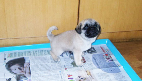 没法出门狗狗在家乱拉乱尿,狗狗已经学会上厕所了突然又乱尿