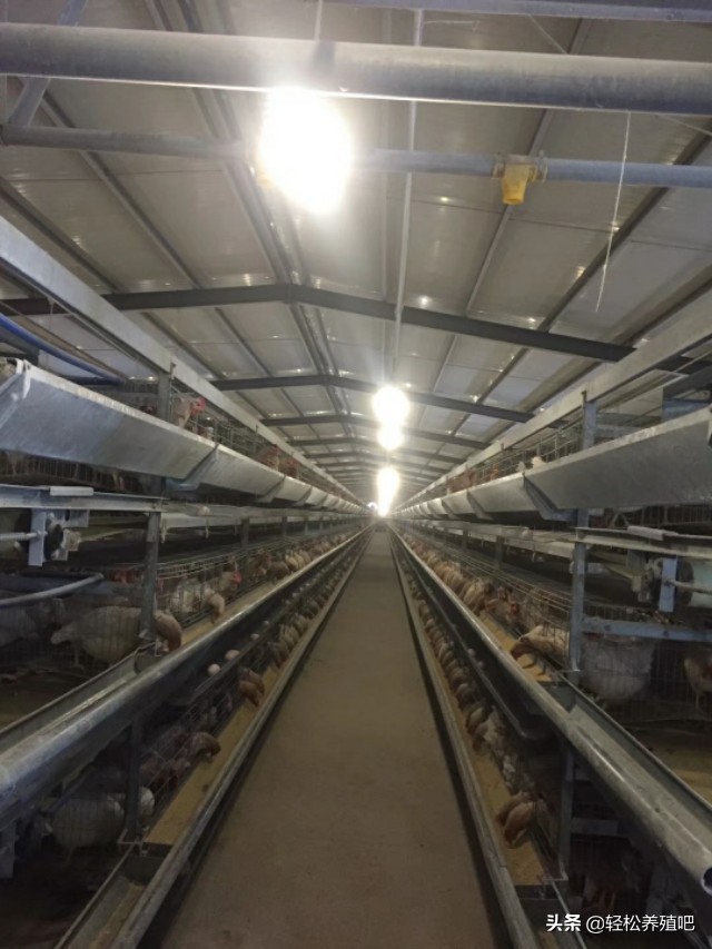 输卵管炎影响产蛋率不,产蛋高峰期不能吃什么药