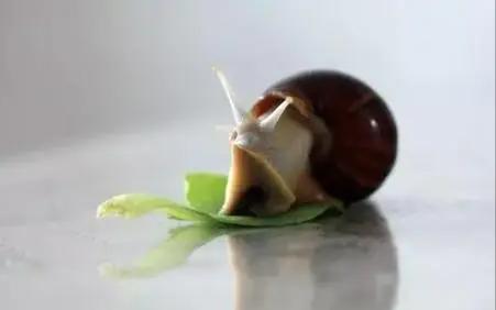 蜗牛有哪些基本知识,蜗牛的舌头有什么特点