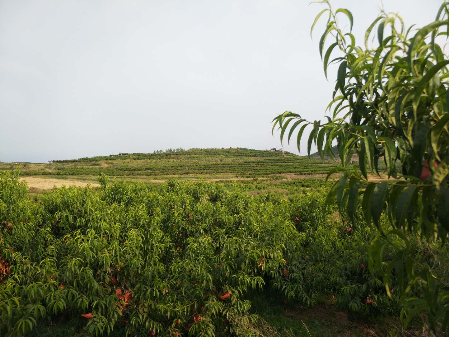 沂水黄金桃哪里最多,山东省沂水县黄桃