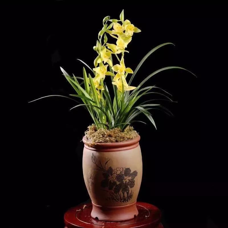 这六种花寓意吉祥好养易活,公认最吉利的4种花