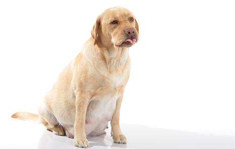 狗狗怀孕了怎么办？别怕，这样做准没错！