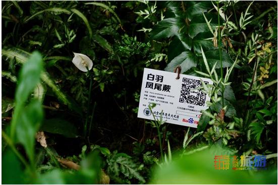 夏天就要去没有太阳的城市避暑,夏天就是要出去玩