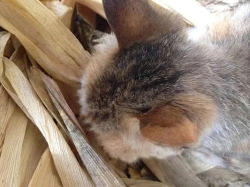 猫咪冬天保暖被,猫咪被冻着了该怎么办呀