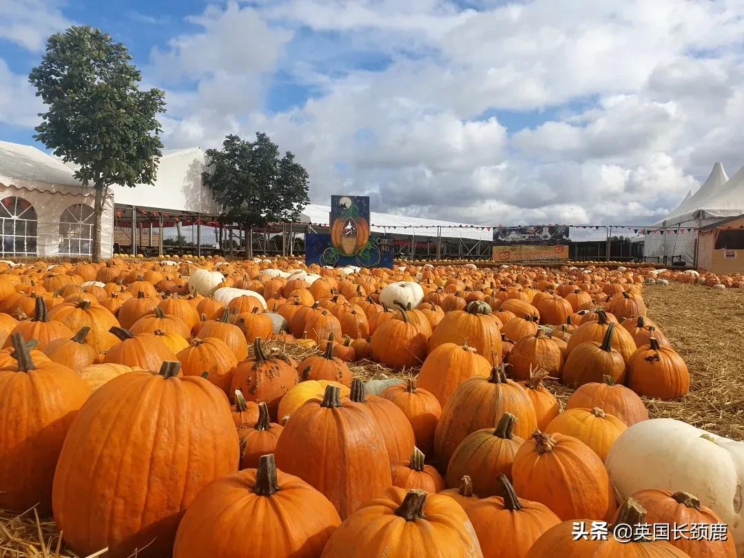 南瓜大作战任务,南瓜大作战活动攻略