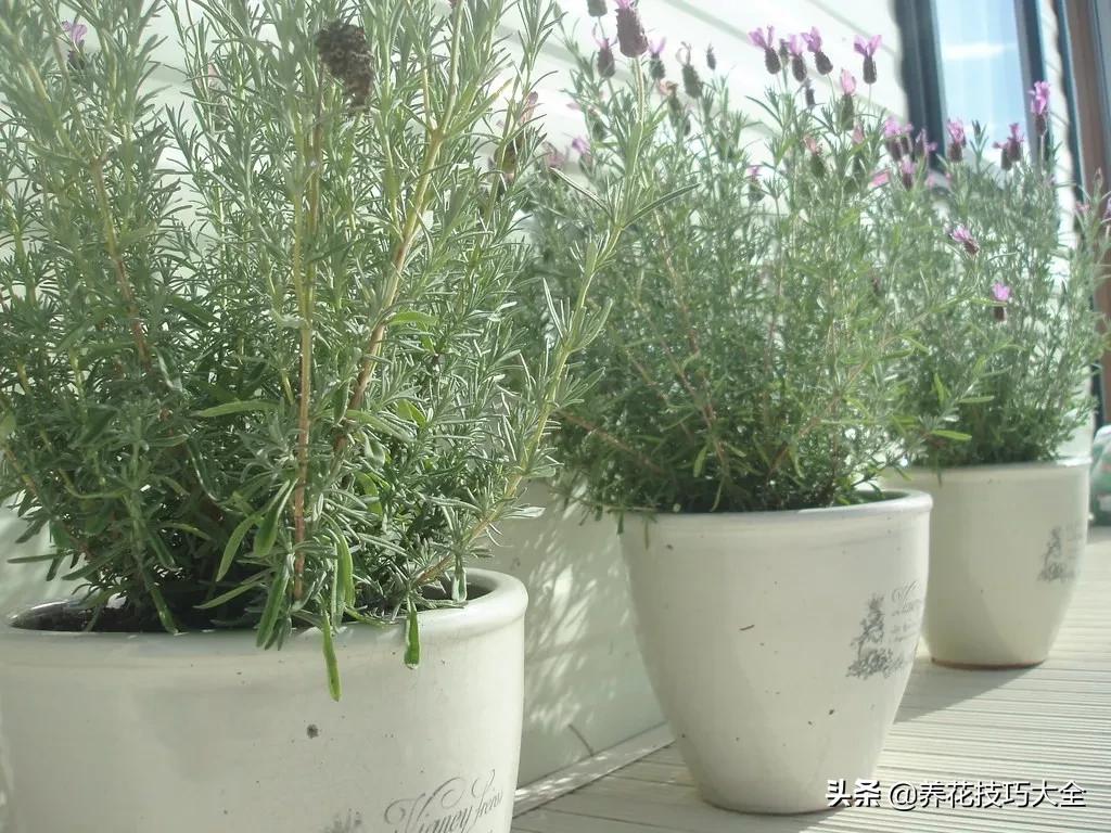 衣草种植养护方法步骤图片,法国衣草怎么养护视频讲解