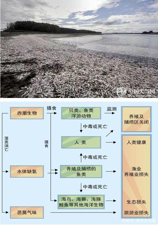 受赤潮影响的鱼可以吃吗,日本海水核污染鱼还能吃吗