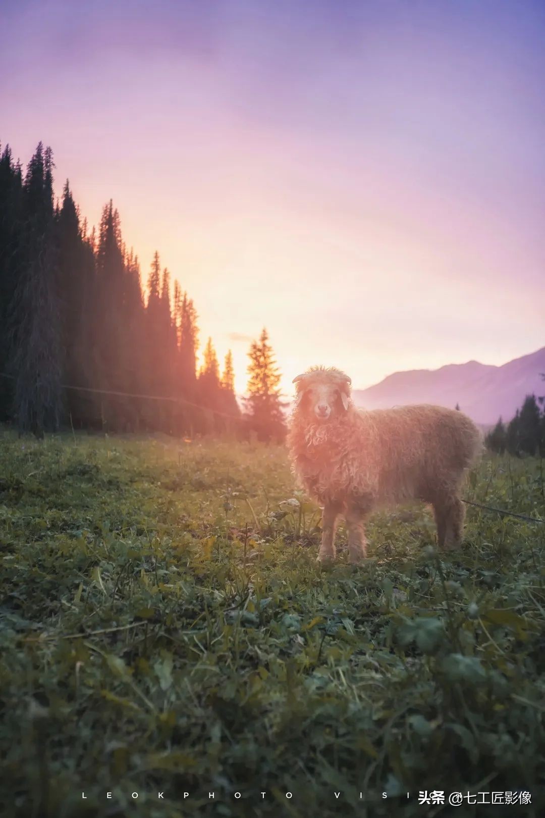 万金油镜头是哪个焦段,50-80焦段怎么选