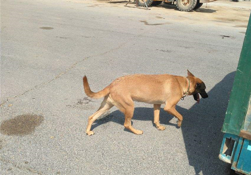流浪狗被骨头卡住了,可怜的流浪狗脖子被铁丝卡住了