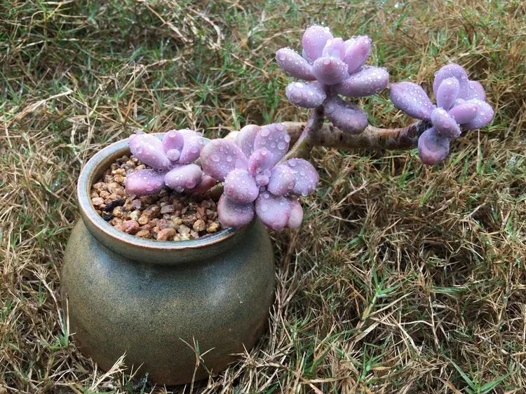 冬去春来,愿你无恙,疫情退去,养肉依旧!