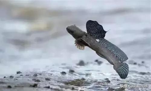 南澳渔民捕鱼视频,南澳渔民出海