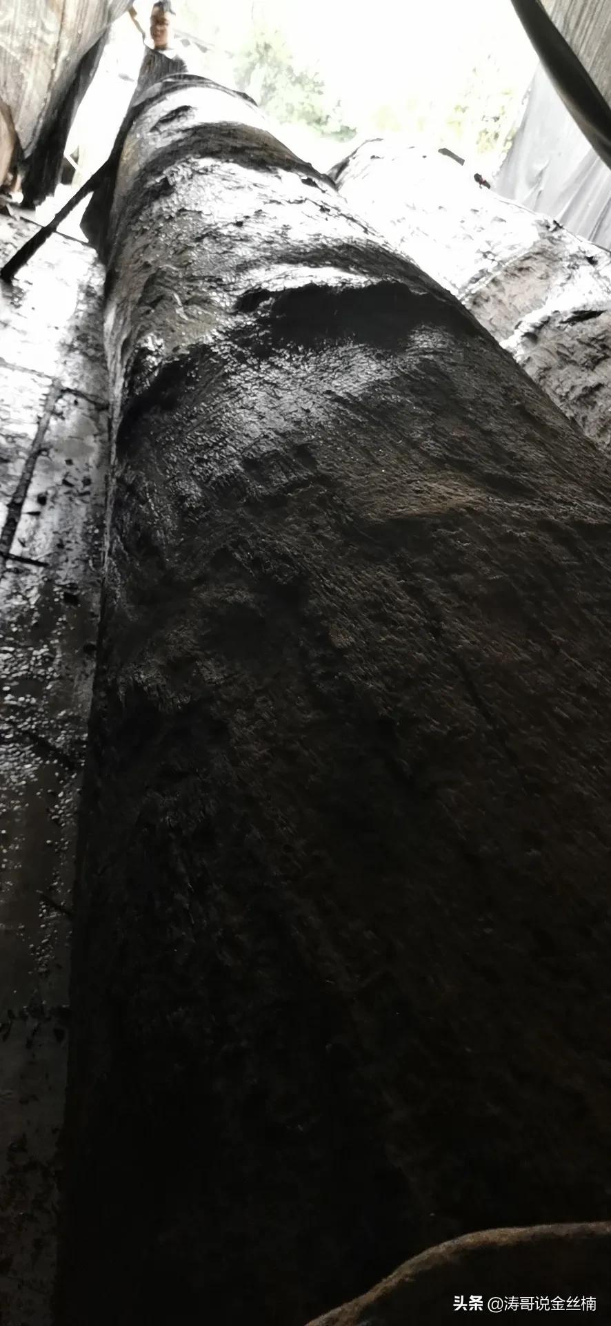 这是一根埋藏了6150年的木头