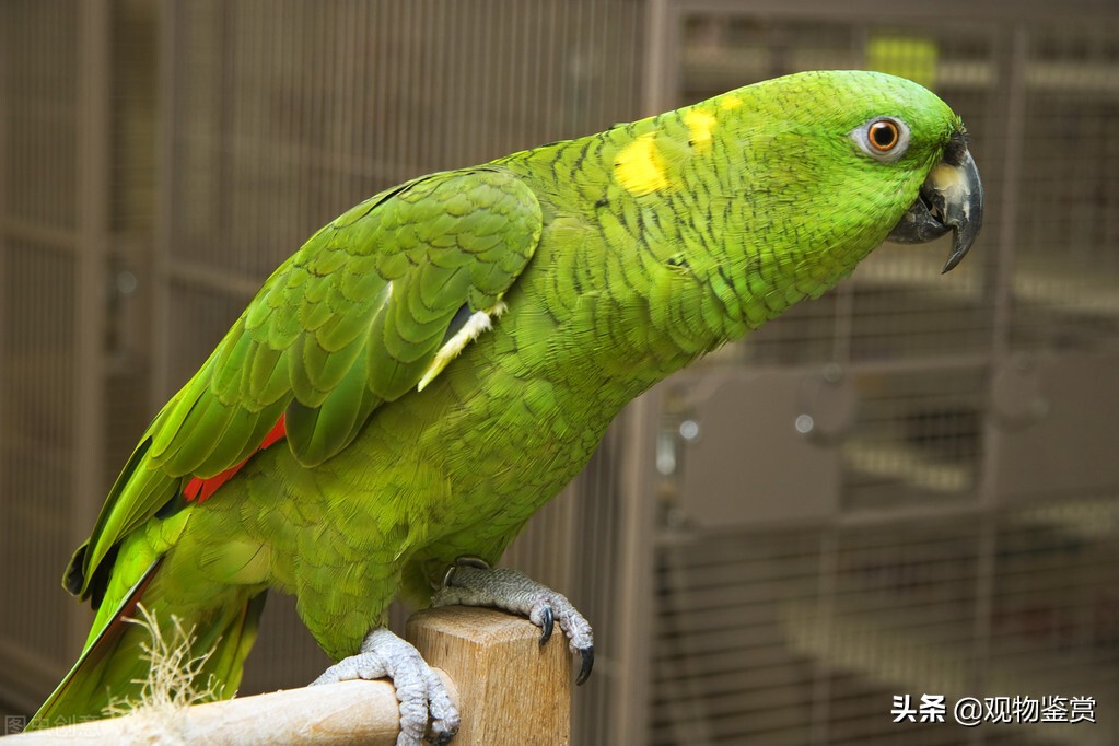 虎皮鹦鹉和牡丹鹦鹉哪个会说话,鹦鹉会学人说话它有趣在哪儿