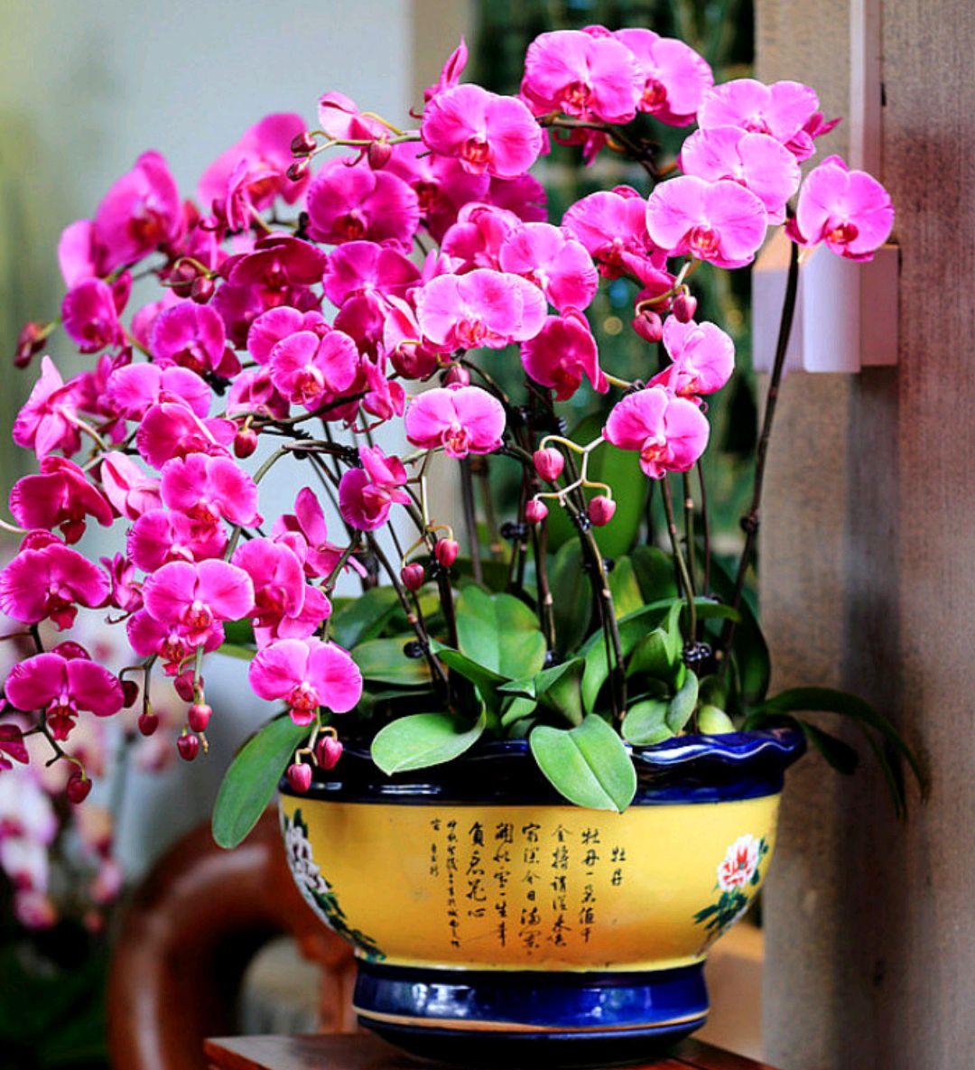好养的盆栽花卉大全,人养花花