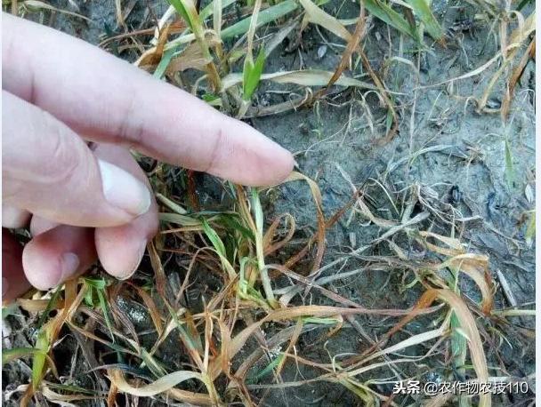 小麦抗性杂草,异丙隆怎么防治小麦杂草