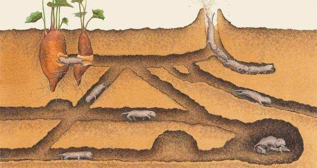 一只田鼠挖洞并没有在洞口留泥土,一只小田鼠