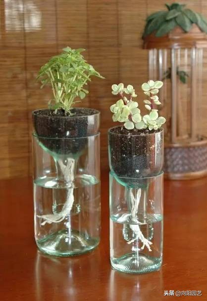 空酒瓶创意改造盆栽,室内盆栽植物专用瓶