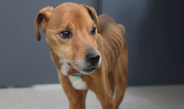 狗狗运动量过大食量减退怎么办,狗狗太瘦不吃食物怎样让狗狗长肥