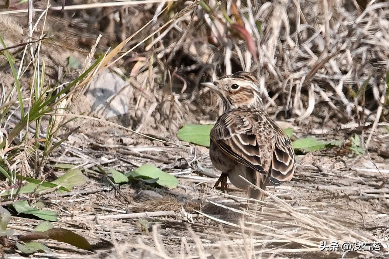 「10.13」北京沙河观鸟日记：收获长尾山椒鸟与中华攀雀