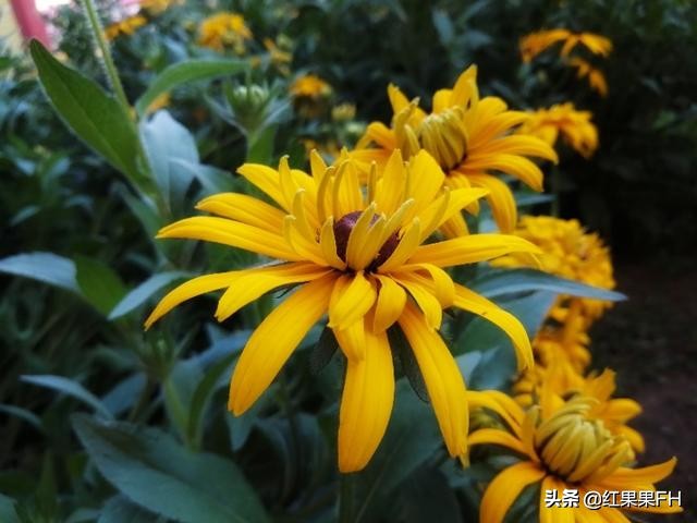 黑心金光菊和全缘金光菊的区别,黑心金光菊的观赏特性和园林用途