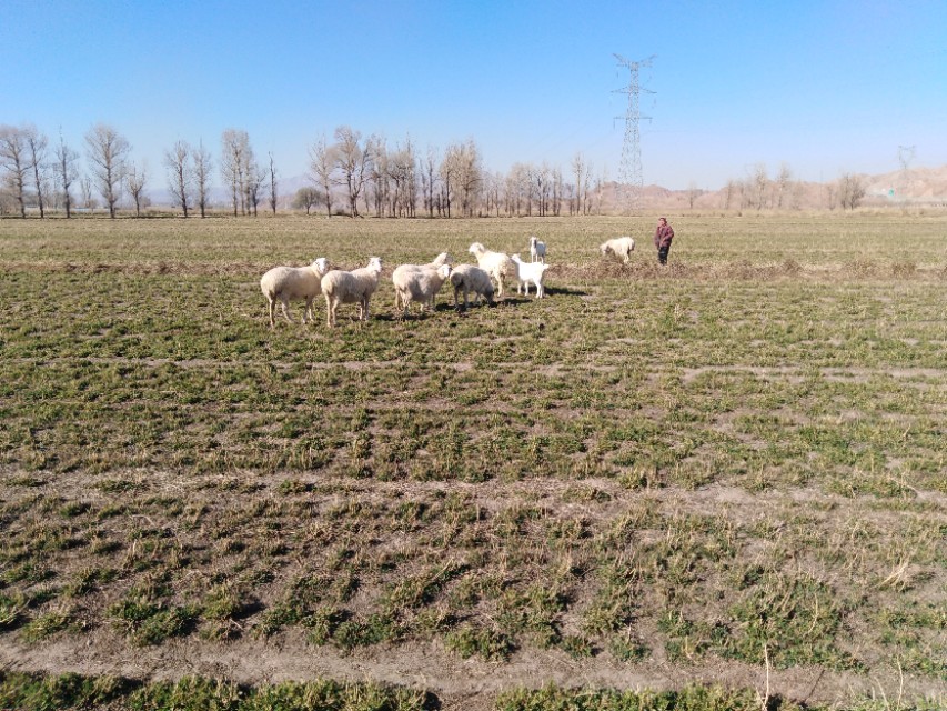 羊得了羊绦虫能吃吗,羊得了绦虫还能放牧吗