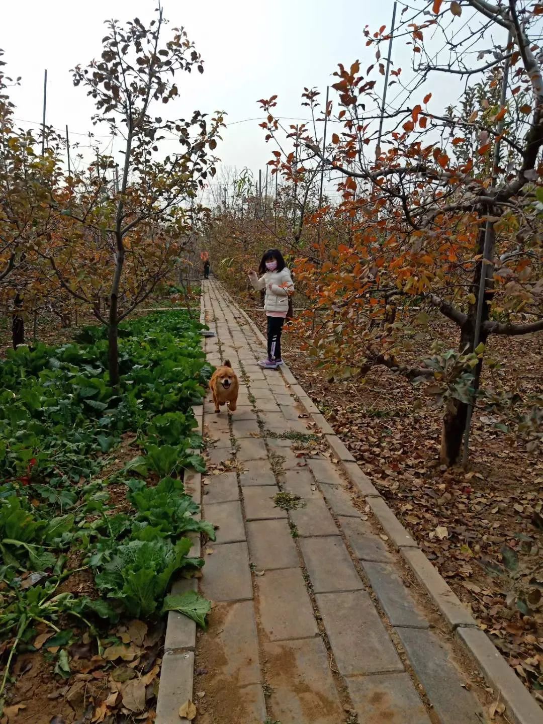 又是一年秋风起陈瑞完整版,又是一年秋风起动态曲谱