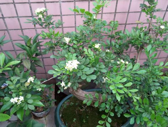 九里香掉叶子烂根怎么解决,九里香盆栽烂根怎么补救