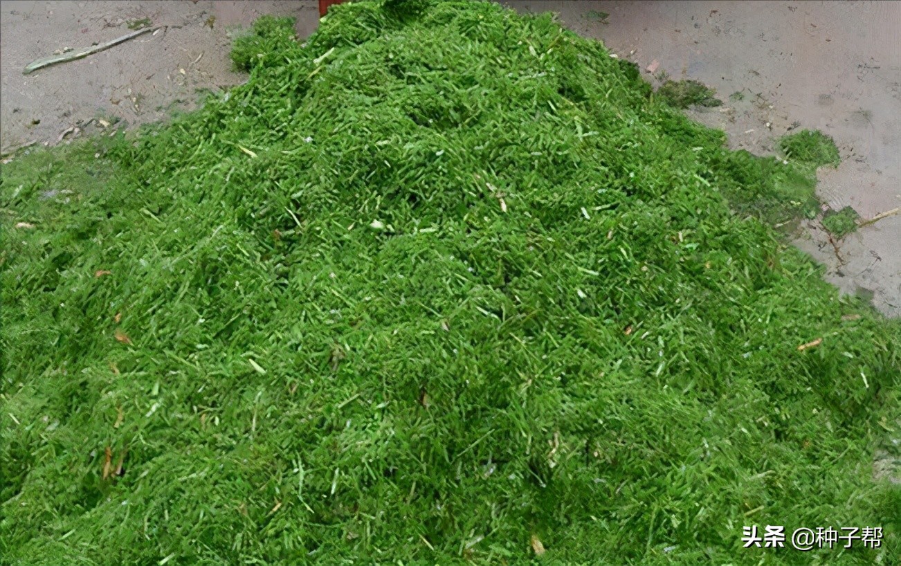 高品质高粱种植方法有哪些,种植什么品种的高粱收益高