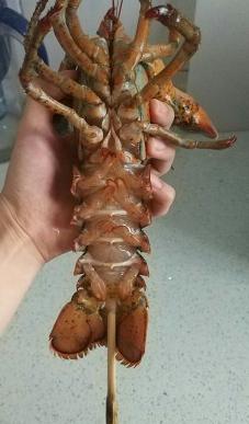 波士顿大龙虾死了怎么保存过夜,波士顿大龙虾怎么杀视频