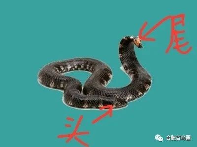 蛇如何升级为龙,可以升级的蛇