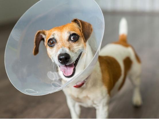 狗狗一直啃咬手怎么回事,狗狗一直抓挠啃咬身体要怎么办