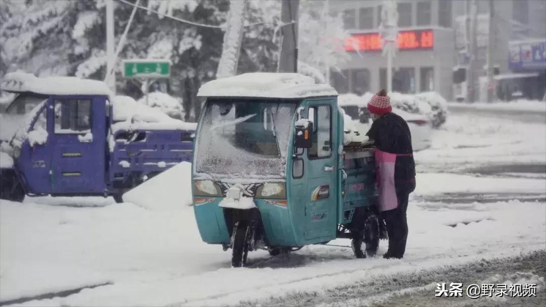 敖鲁古雅原始部落驯鹿喂草,敖鲁古雅驯鹿旅行