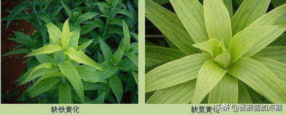 百合整株变黄是什么病,百合病的症状和表现图片