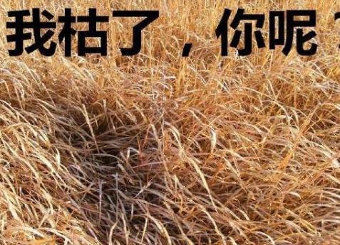 博士论文致谢及女朋友的回应,最新论文致谢范文参考