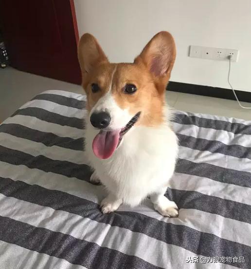 其实养猫后生活发生很多改变,养猫后不但没洁癖反而让它跑酷