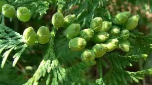 家里常见的果树有哪些,这些树千万不能栽在家门口