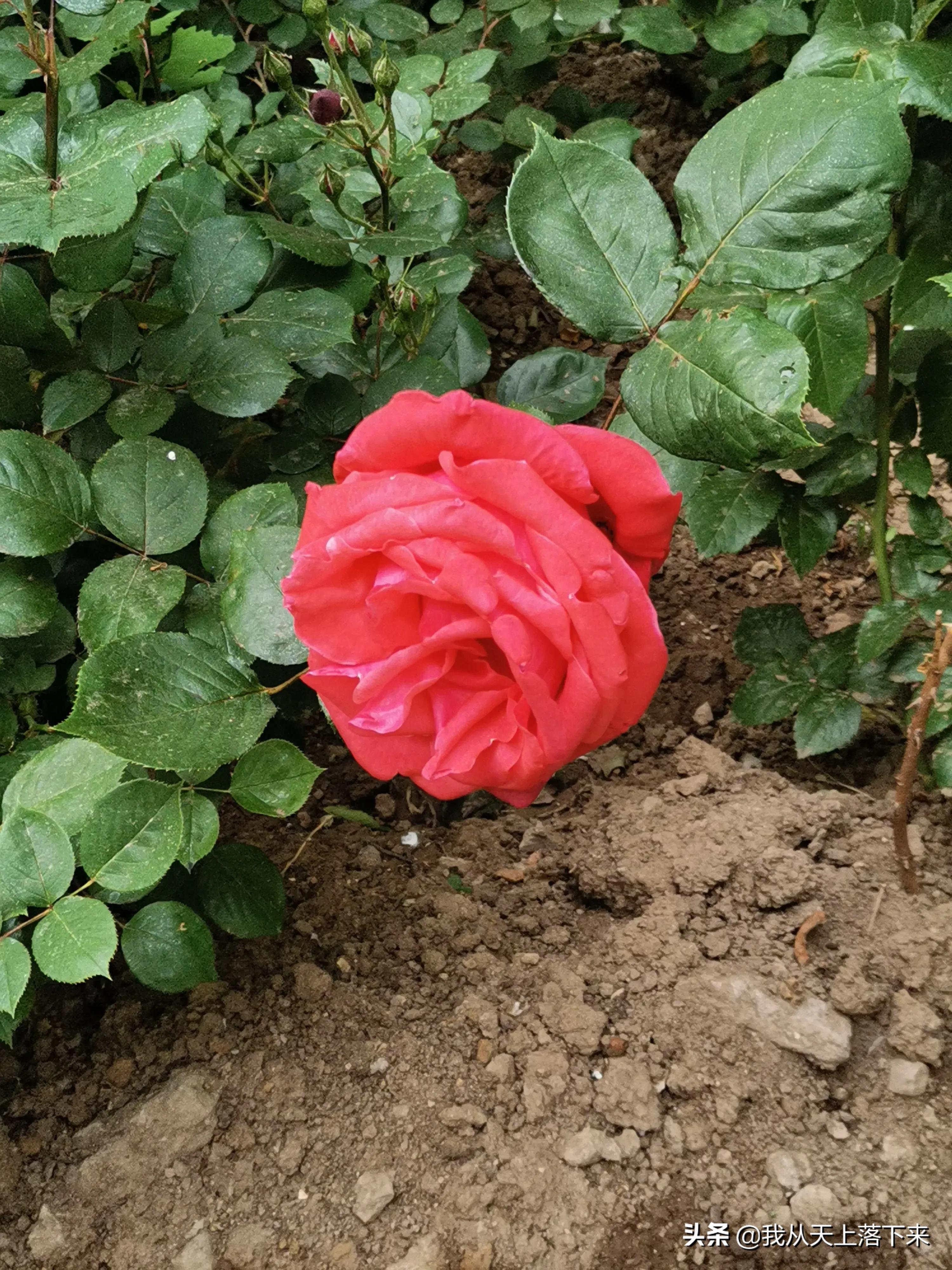 100张花朵美图,100张花图片大全